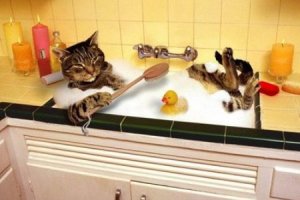 bagno-del-gatto